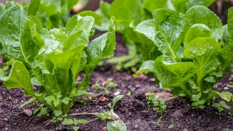 quand et comment planter des endives dans le jardin