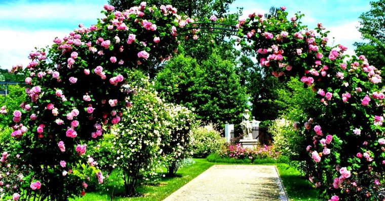 quand et comment tailler les rosiers grimpants au printemps arche au rosier rose