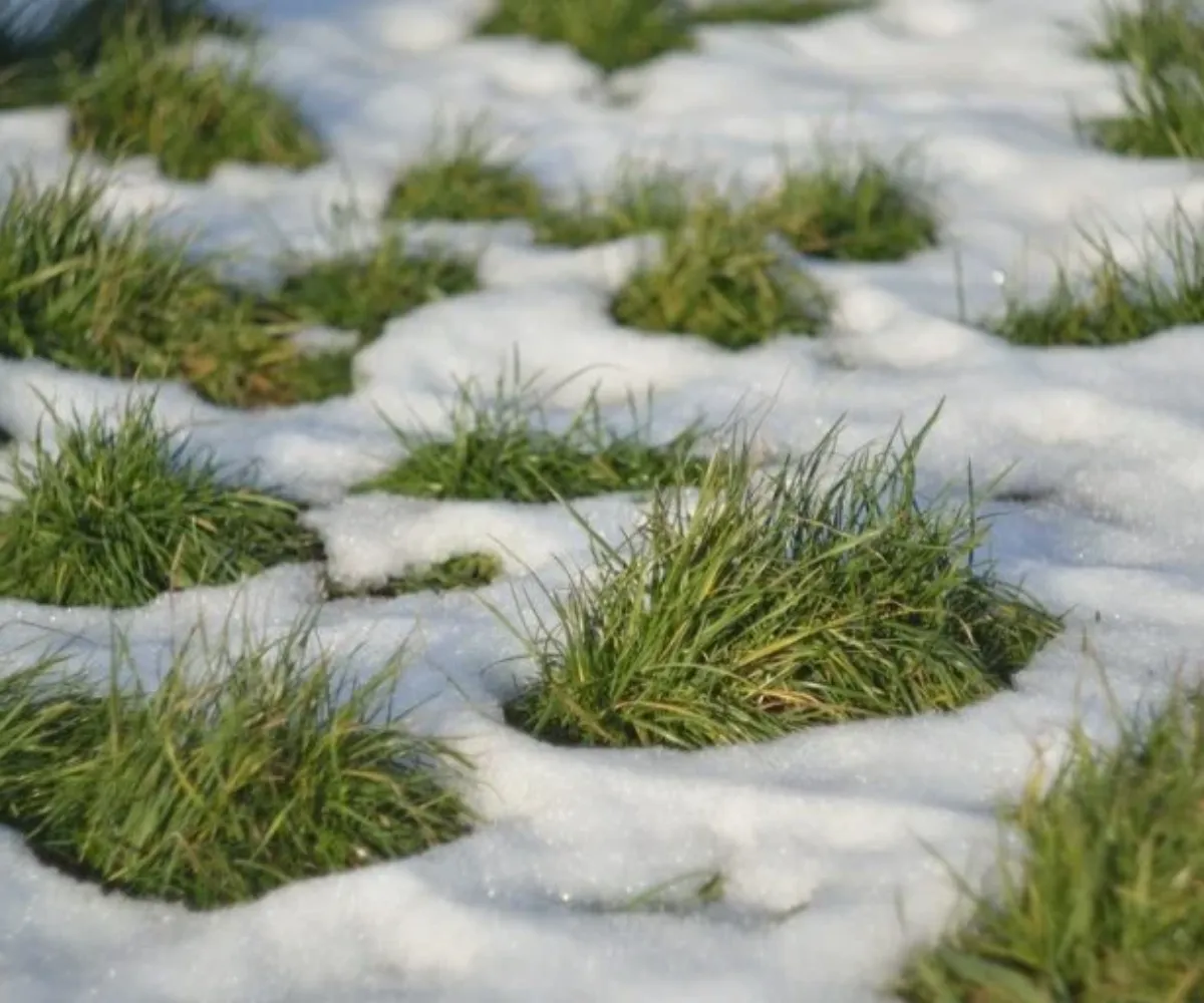 quand faire la premiere tonte apres l'hiver herbe sous la neige (2)