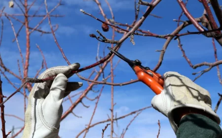 quand faut il tailler les arbres fruitiers a noyaux gants ciel secateurs