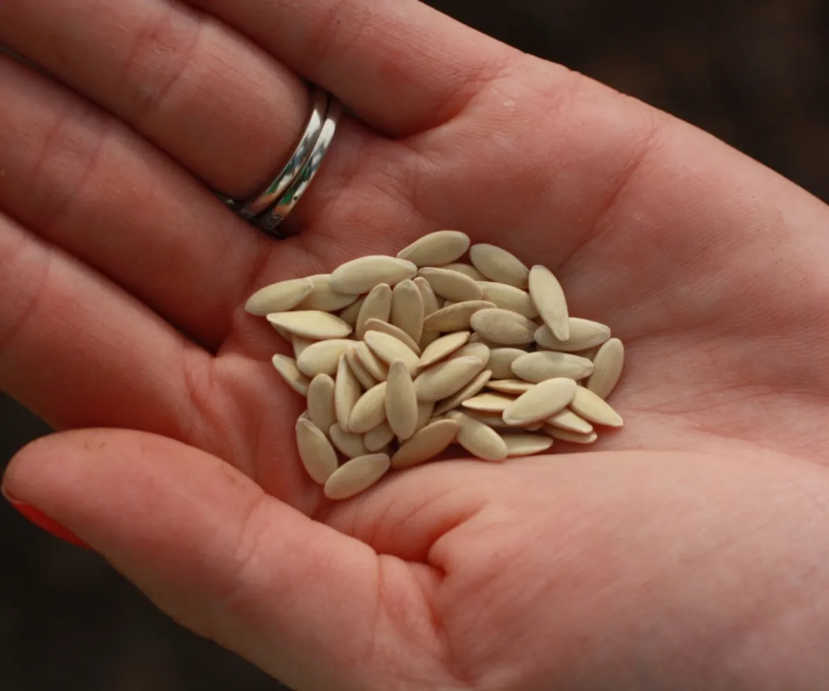 Можно ли собирать семена с гибридов