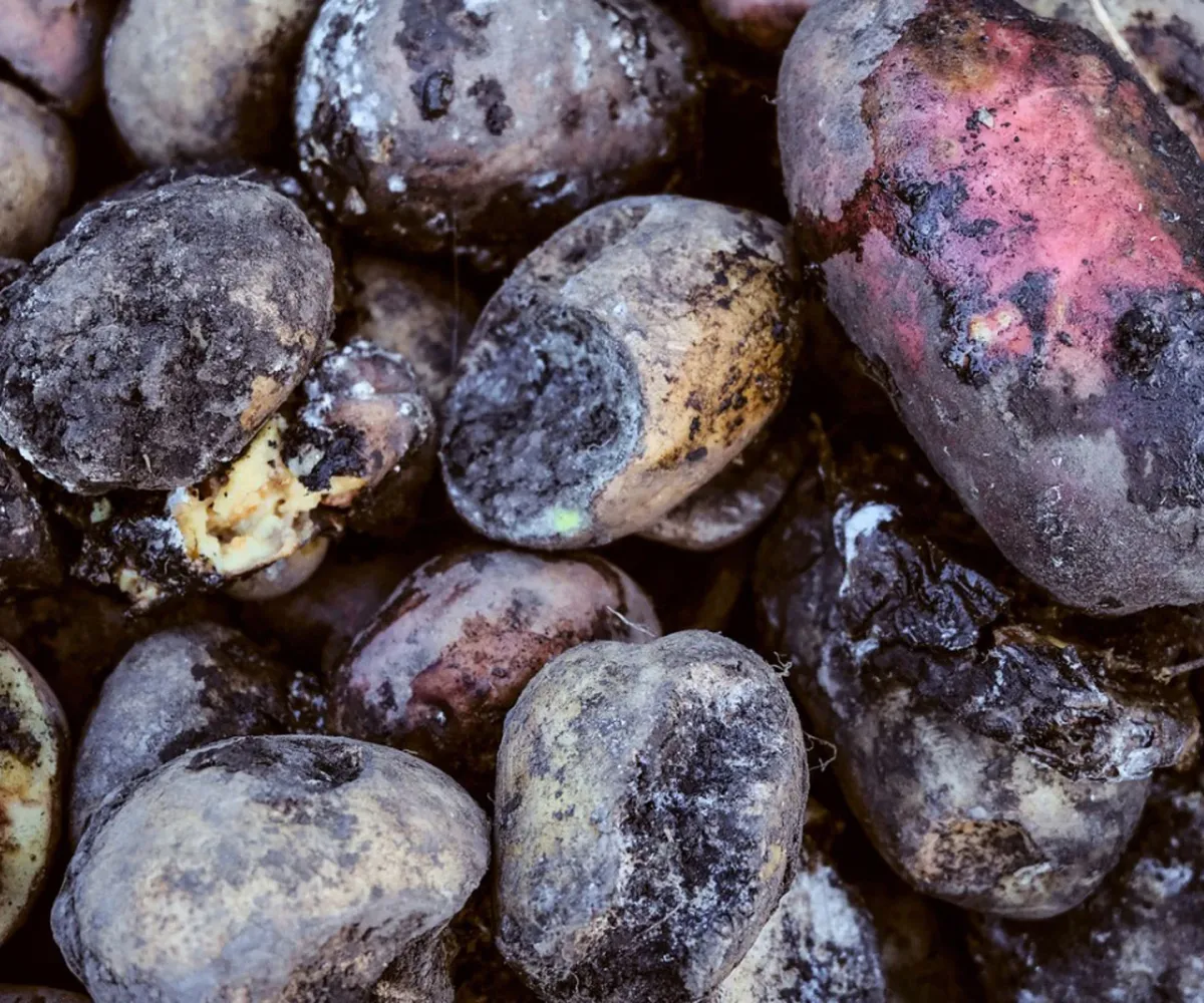 quand planter des pommes de terre germées fruits pourris (2)