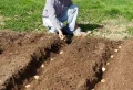 Quand planter des pommes de terre en 2023 ? Un pro vous donne les atouts pour avoir une récolte abondante