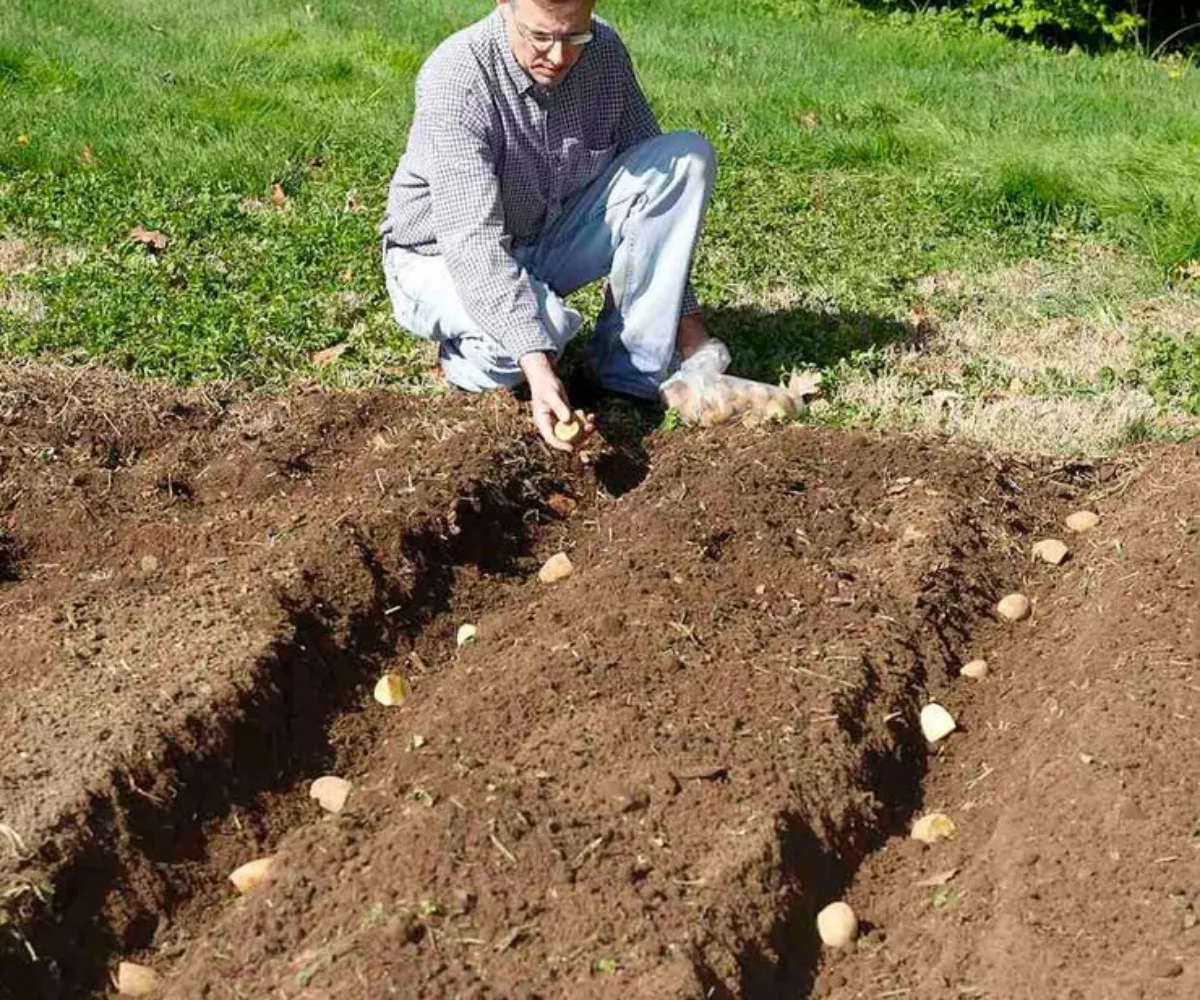 quand planter des pommes de terre homme plante les fruits