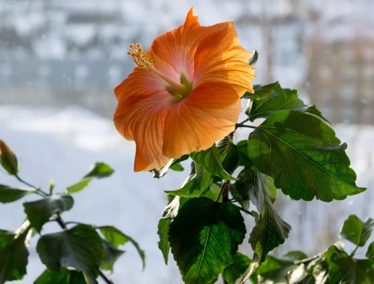 quand rentrer l hibiscus pour le proteger du froid