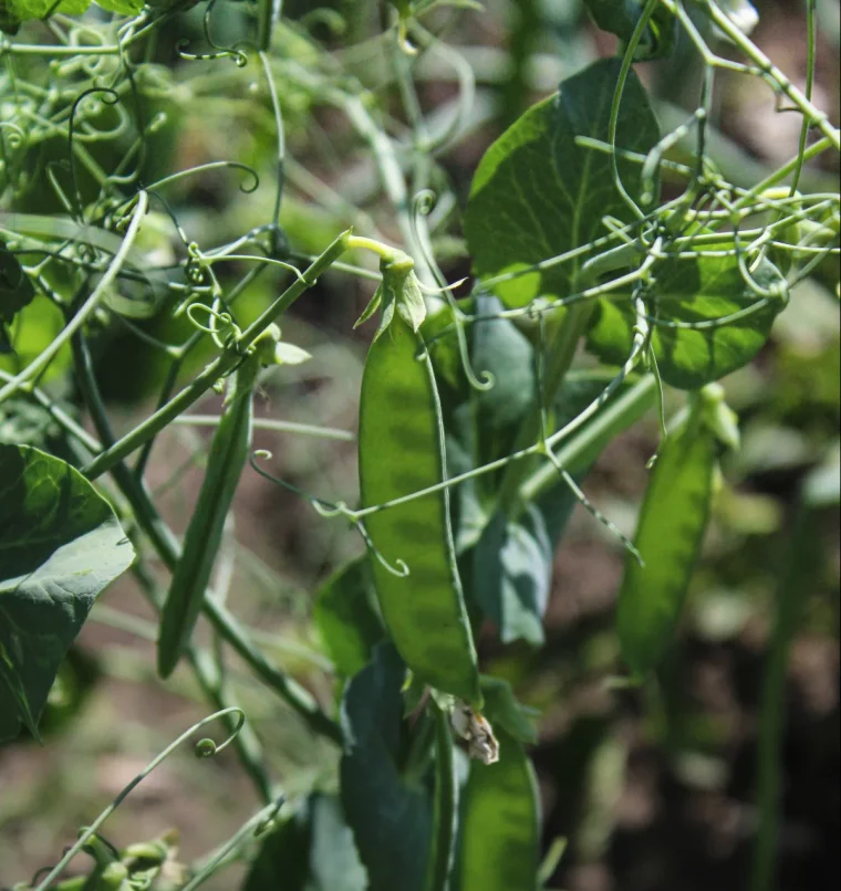 quand semer planter les pois quoi planter dans son jardin en mars astuces