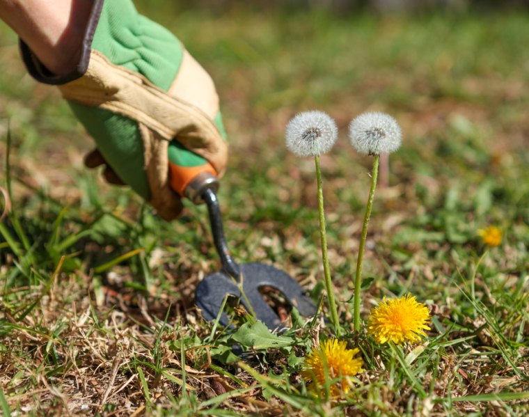 quand traiter la pelouse contre les mauvaises herbes gants pissenlits fleurs jeunes