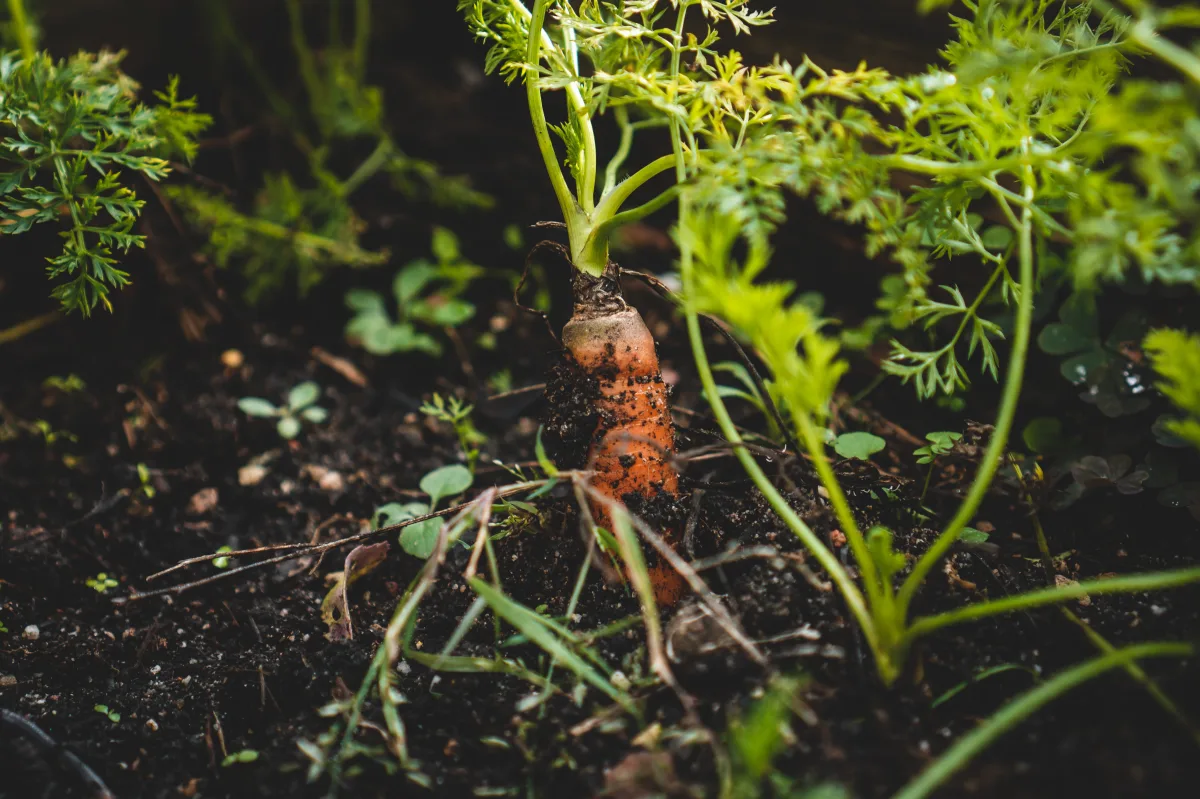 que faire au jardin en mars semer les carottes dans le potager
