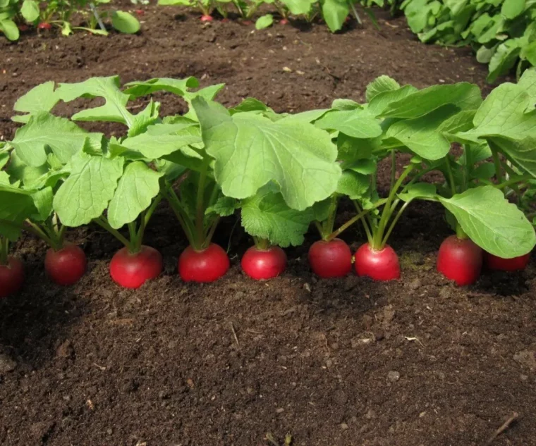 que planter au mois de fevrier radis