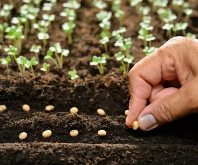 que planter en fevrier au potager (2)