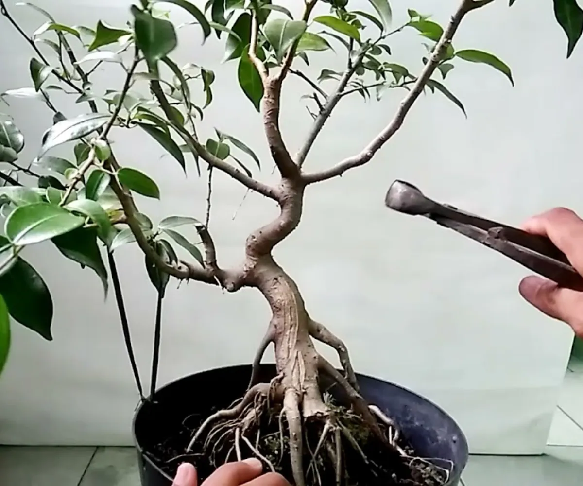 quel arbre à planter dans un pot plantation racines nues