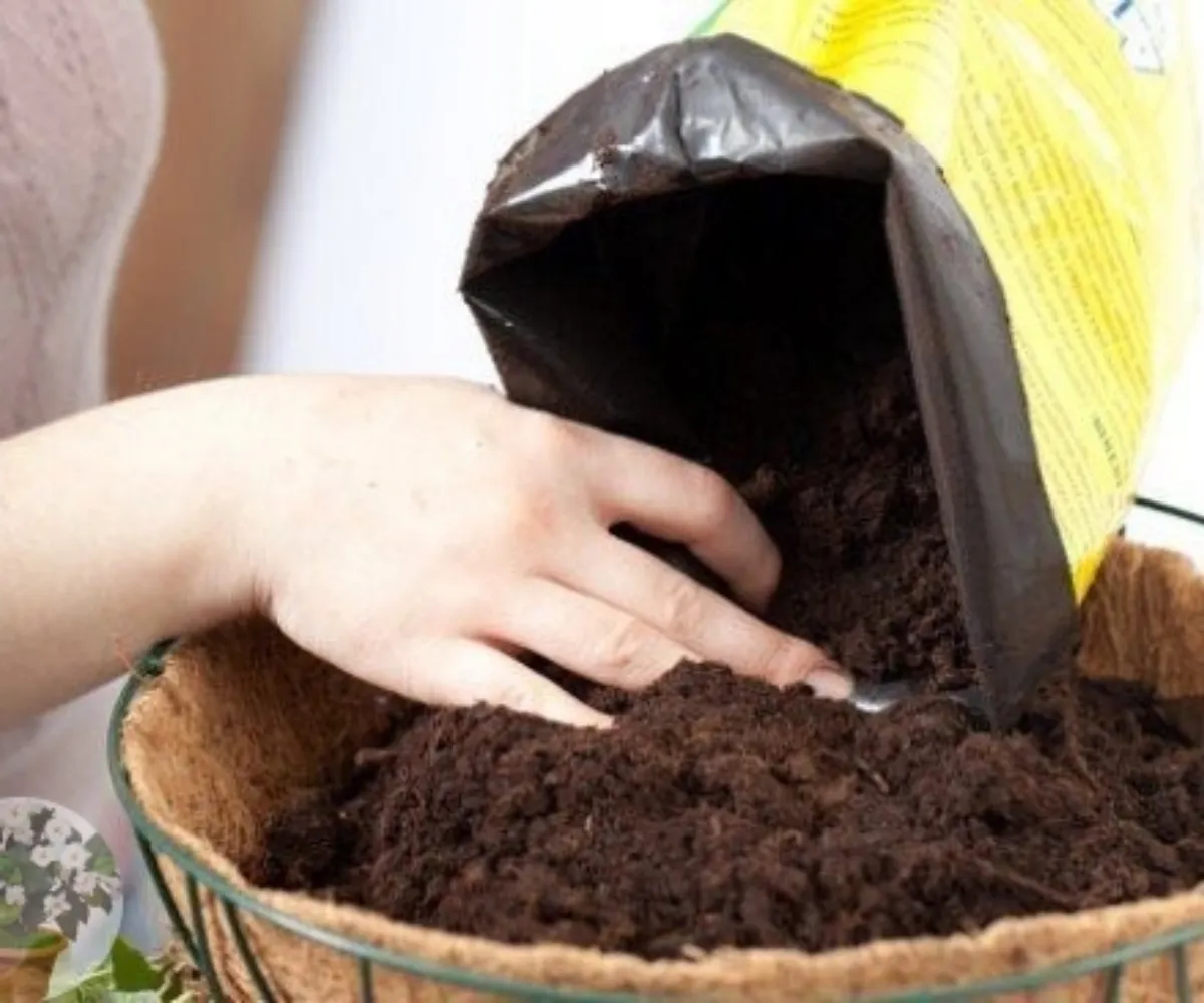 quel arbre peut on planter dans un pot une main prepare le sol