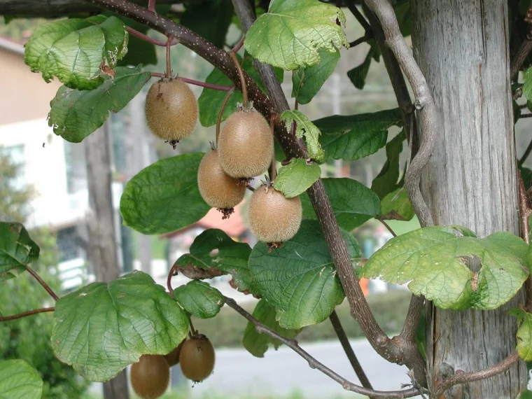 quel arbre tailler en hiver kiwi