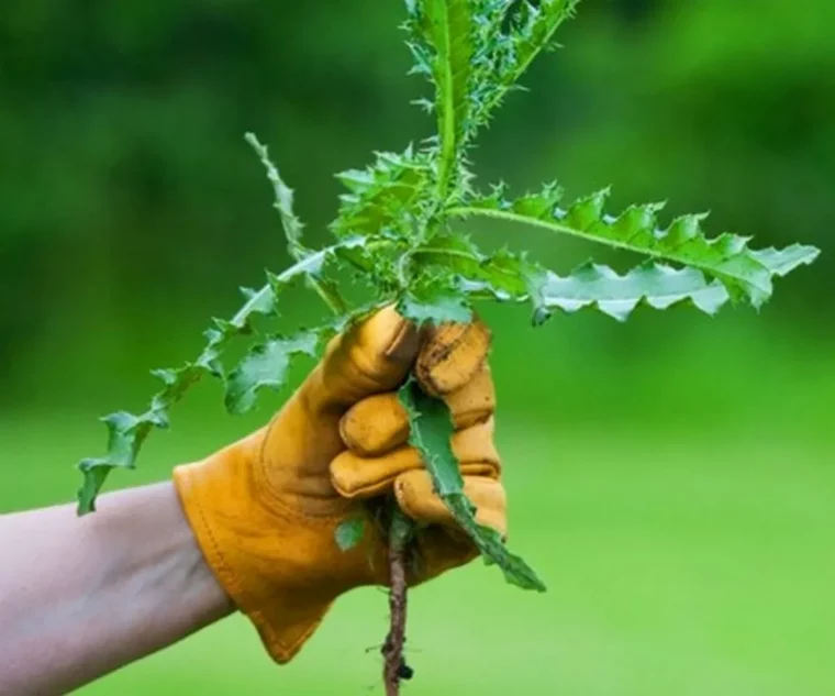 quel désherbant radical et définitif main tient mauvaise herbe