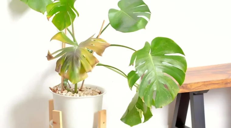 quel emplacement pour un monstera qui jaunit