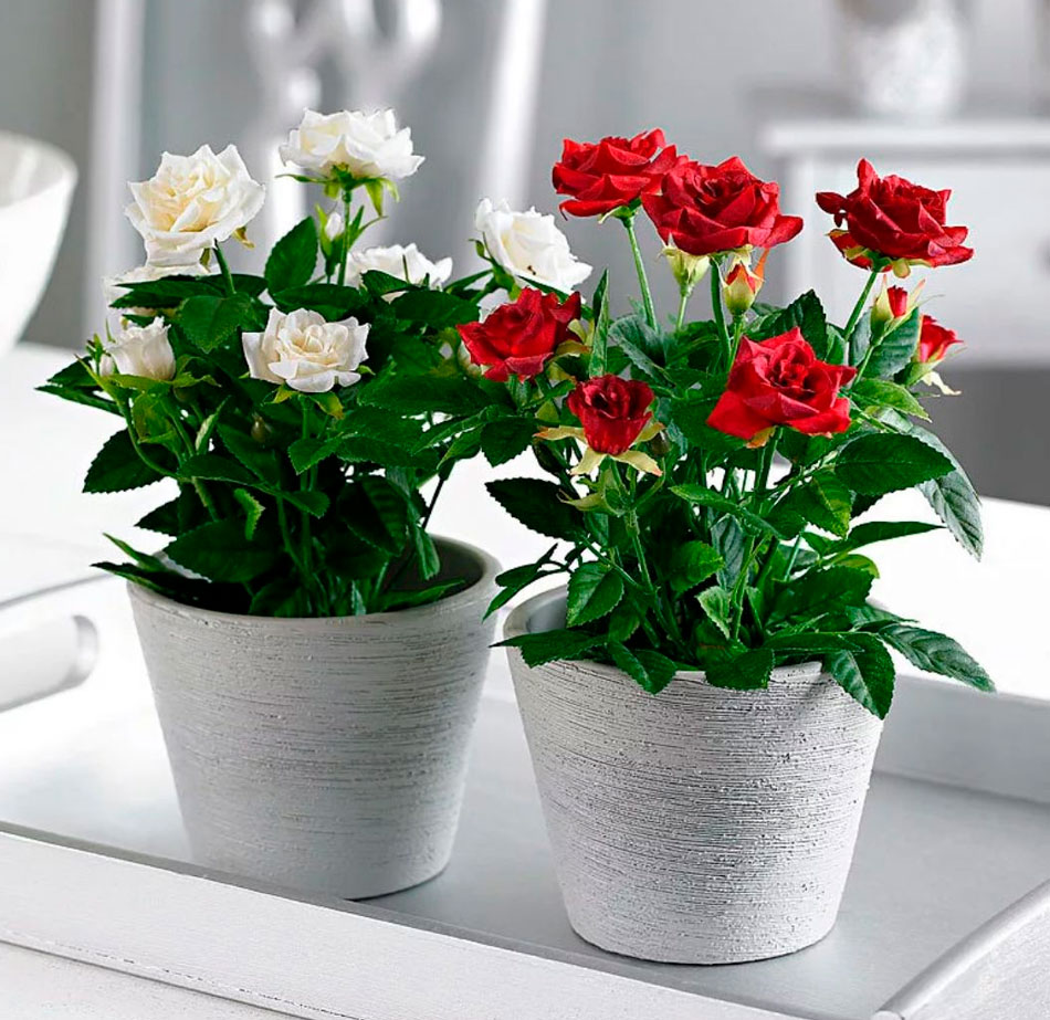 quel engrais pour floraison abondante roses blanche et rouge en pots