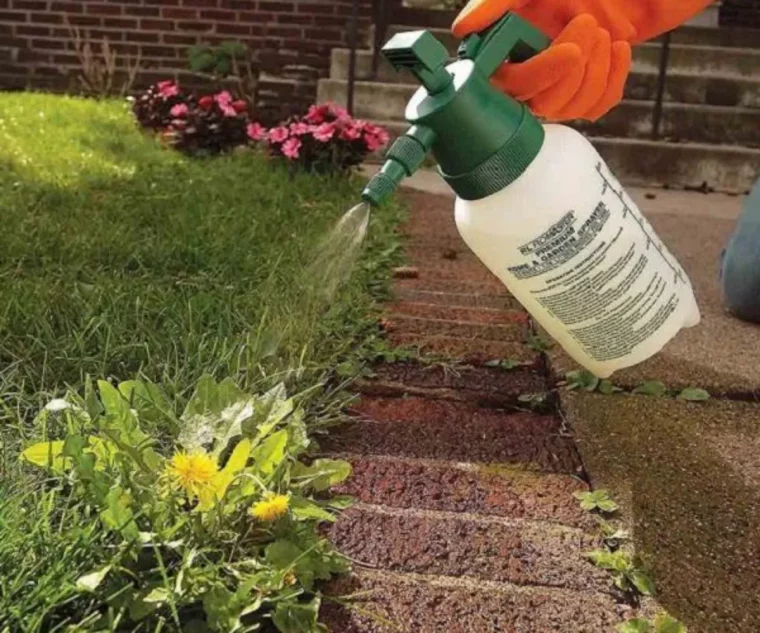 quel est le désherbant naturel efficace pour éliminer les mauvaises herbes jusqu'aux racines pulverisateur pissenlit bande