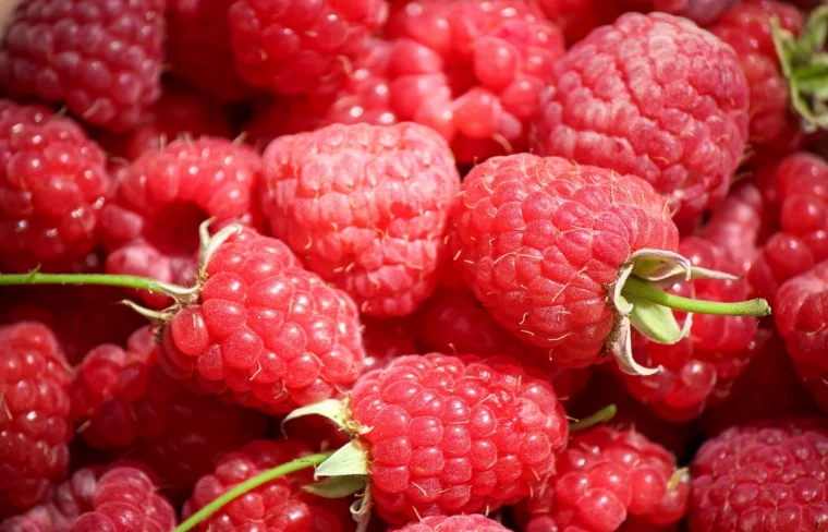 quel est le meilleur engrais pour les framboisiers fruits rouges