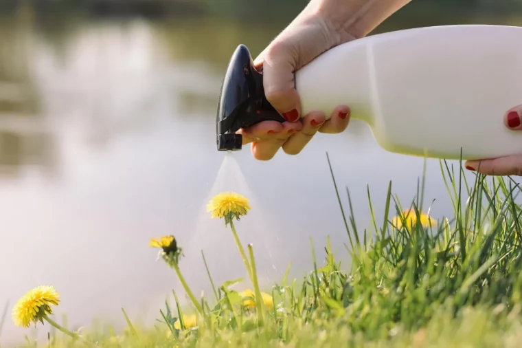 quel produit naturel et efficace contre le pissenlit