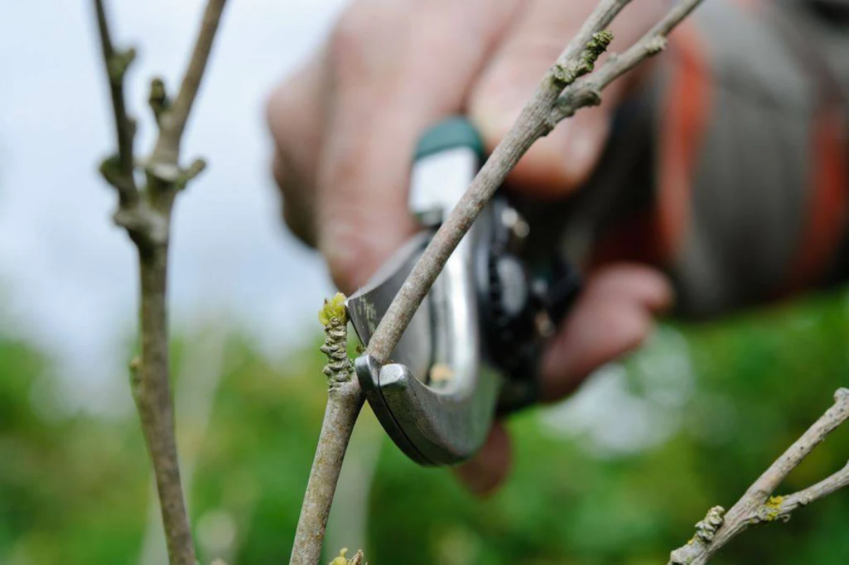 quelle est la meilleure periode pour tailler les arbres et les arbustes cicateur branche