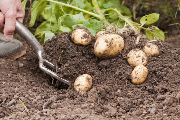 quelle est la période idéale pour planter les pommes de terre recolte