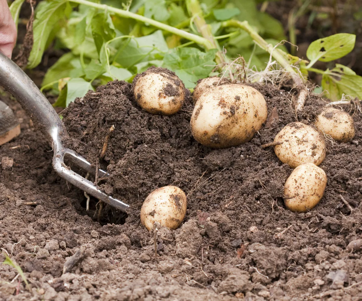 quelle est la période idéale pour planter les pommes de terre recolte