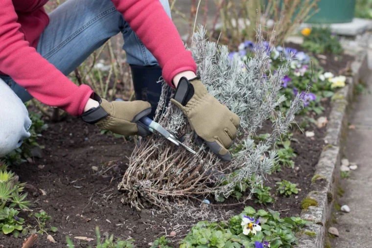 quelle periode pour tailler la lavande mains secateur pull rouge jardin