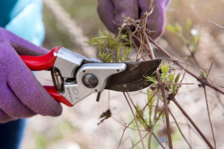 quels arbustes et arbres tailler en fevrier gant violet branche