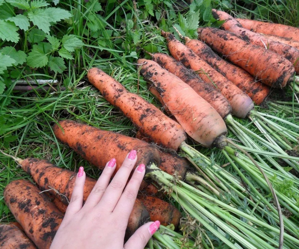 quoi planter en fevrier potager carottes