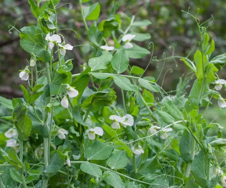 quoi semer en fevrier au potager petis pois fleurissants