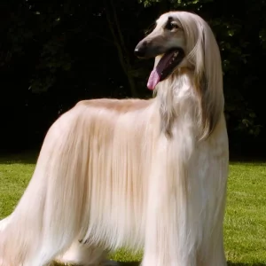 Ces races de chiens hypoallergéniques qui ne perdront pas leurs poils partout dans la maison