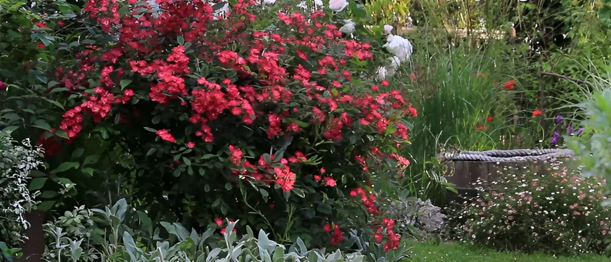 rosier arbustif et paysager rouge a floraison abondante