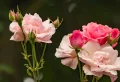 Comment tailler les rosiers en février ? Les réponses d’expert pour une floraison abondante !