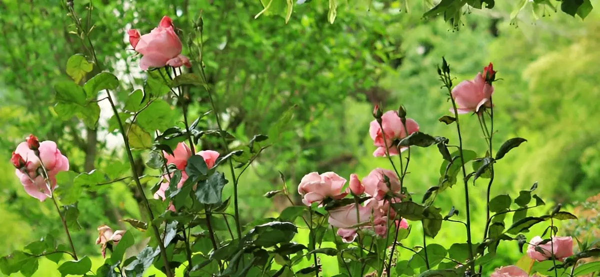 rosier buisson de type plus elance et tiges droites et raides avec des groupements de fleurs