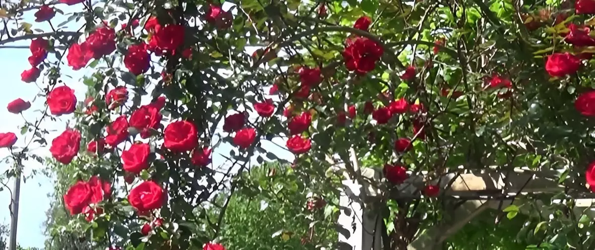 rosier grimpant et remontant plusieurs vagues de fleurs