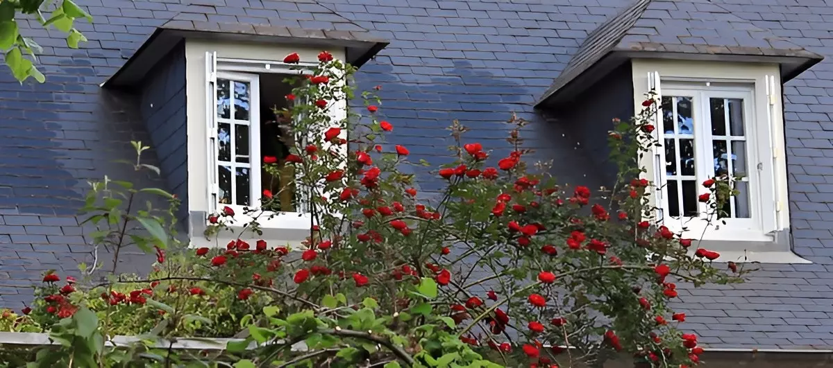 rosier grimpant remontant en facade d une maison qui grimpe sur son toit