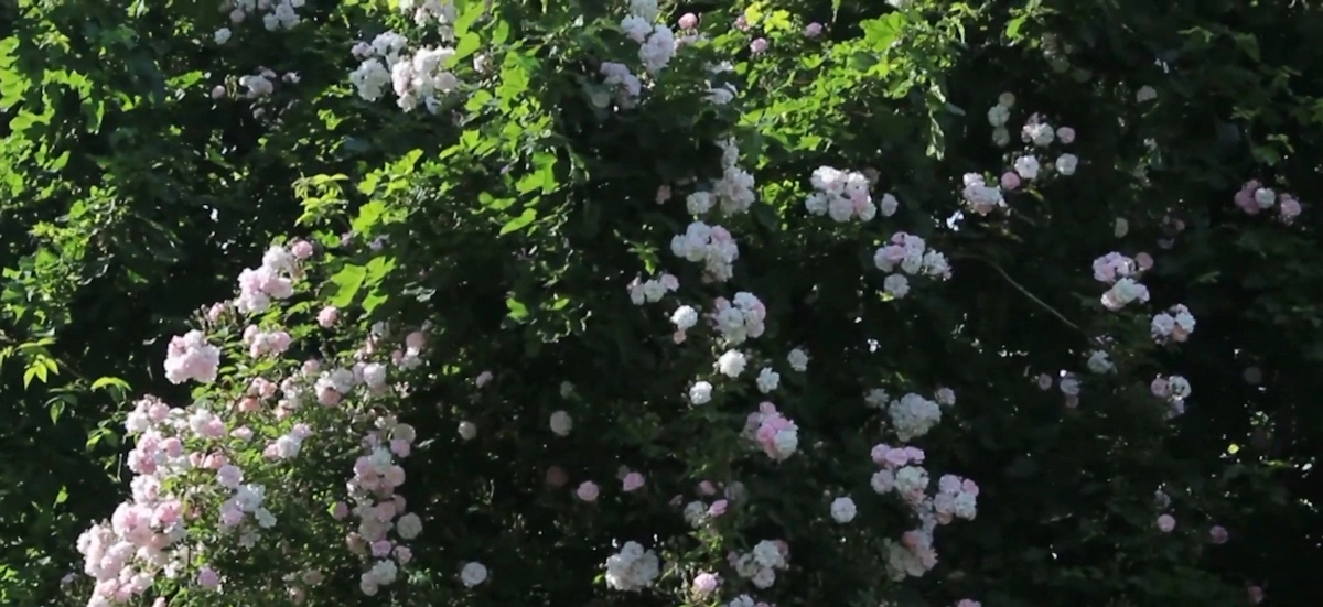 rosier liane grimpant mais non remontant avec une seule floraison