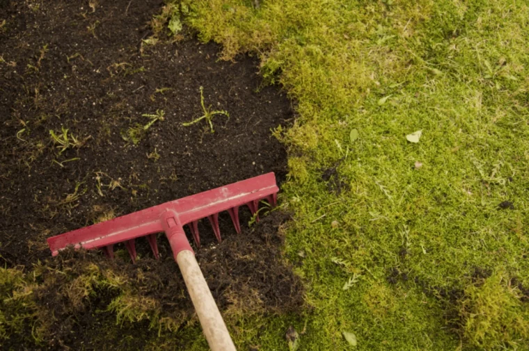 scarification de la pelouse rateau verdure enlever la mousse