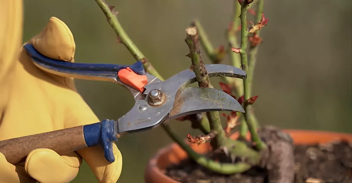 secateur en action sur une branche d un rosier