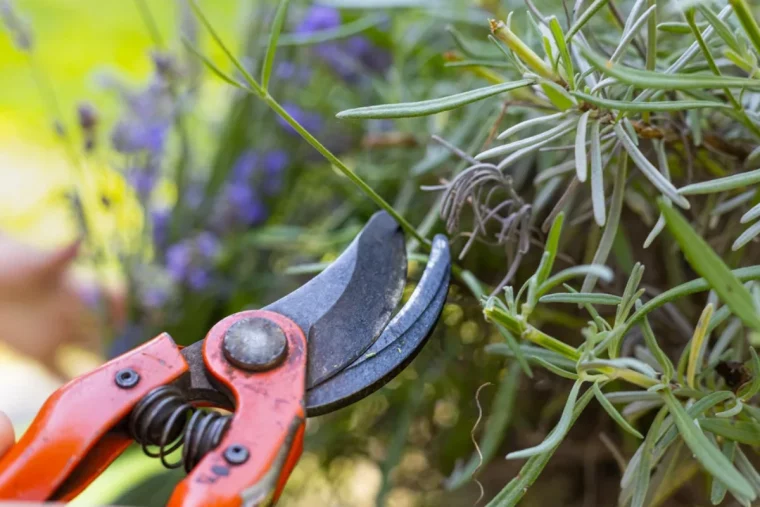 secateur pour tailler une branche de lavande.jpg