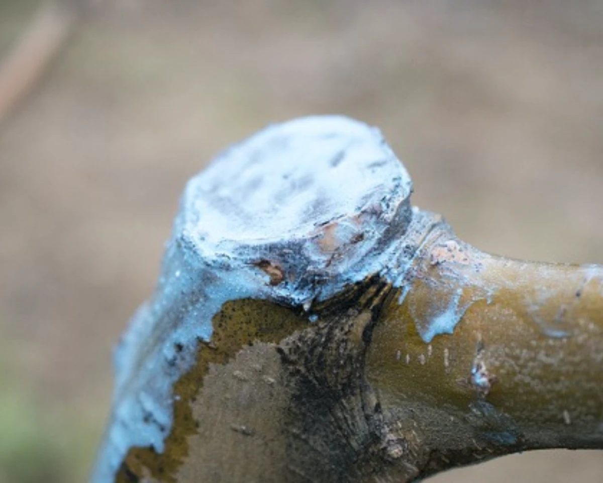 soin bouillie bordelaise sur une branche apres la taille