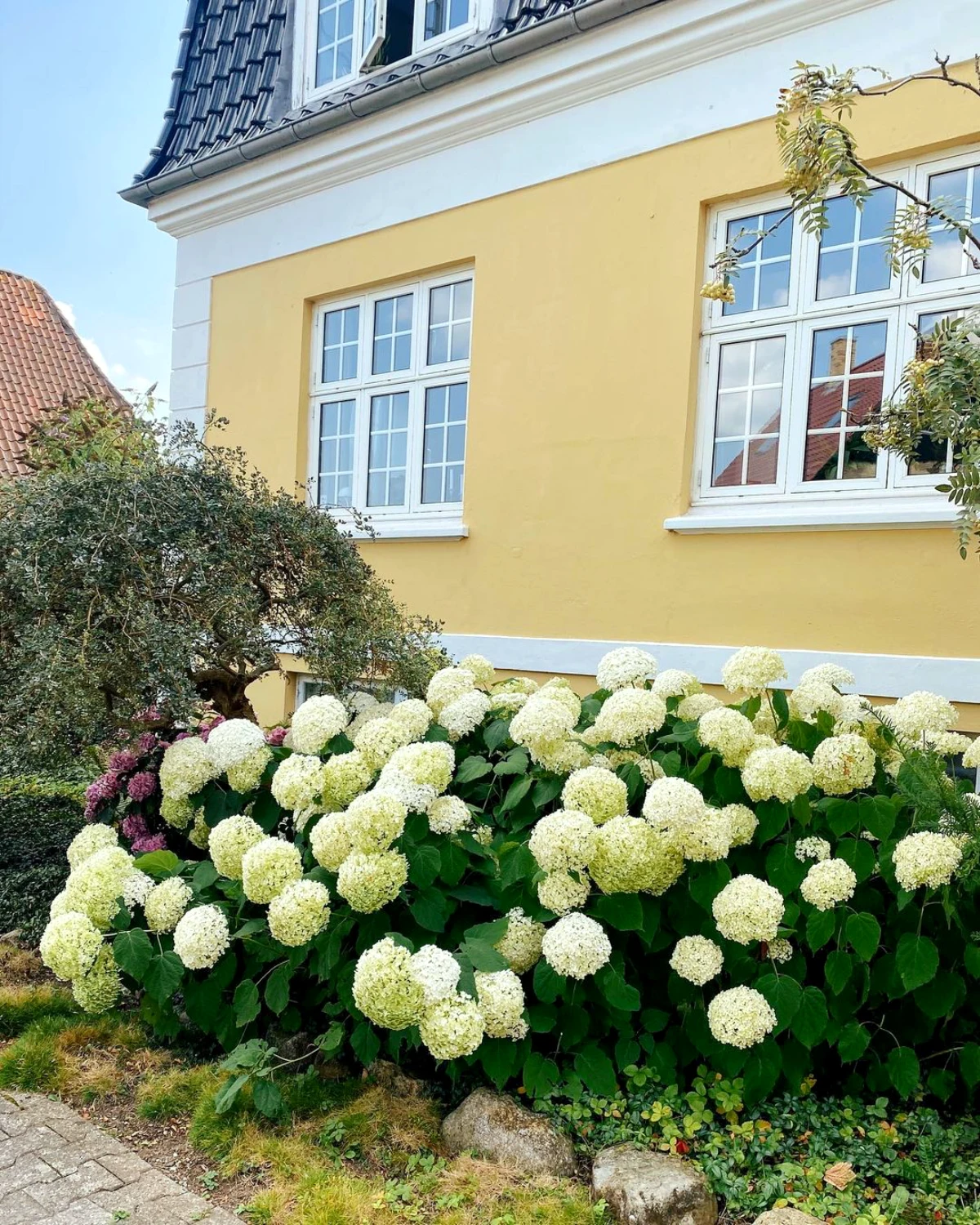 taille hortensia pour floraison fleurs blanches devant maison jaune