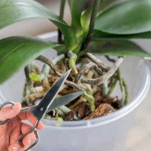taille orchidée après floraison comment procéder pour faire refleurir une orchidée