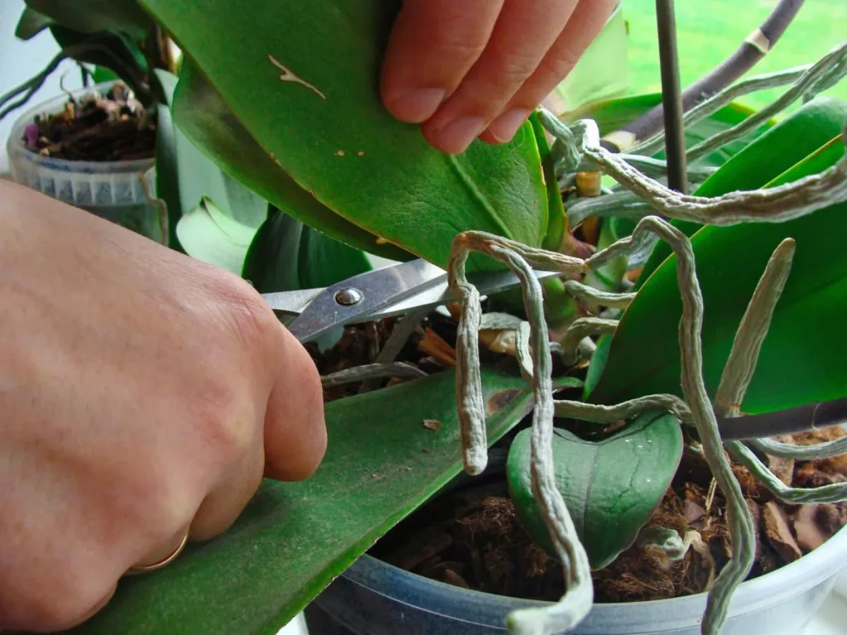 taille orchidée astuces avec des ciseaux exemple pour bien s occuper de son orchidée