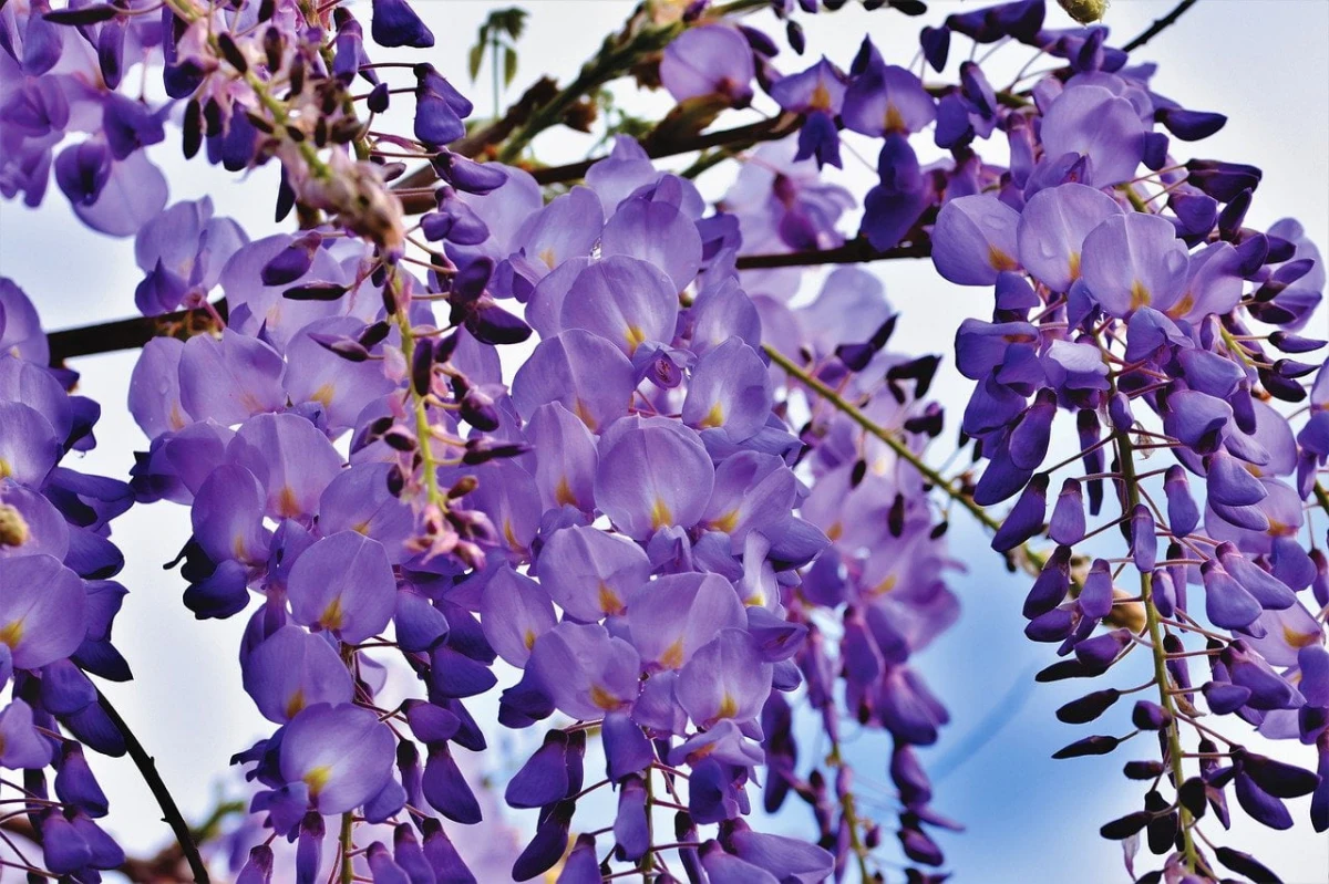 tailler la glycine en fevrier fleurs violettes