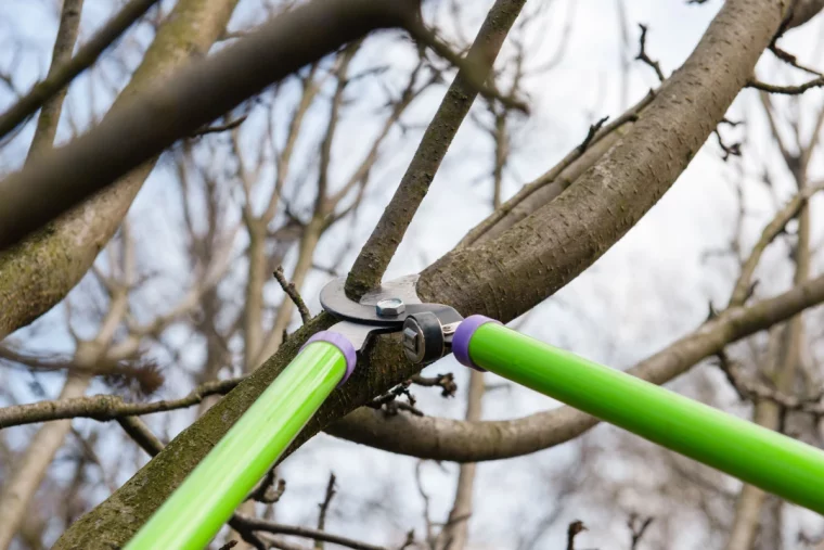 tailler un pommier en fevrier outil vert branches