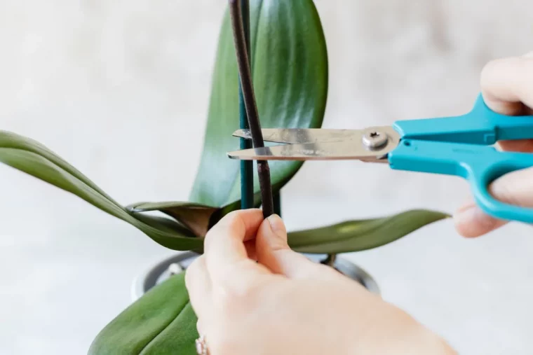 tailler une orchidée avant la période de dormance végetative comment faire