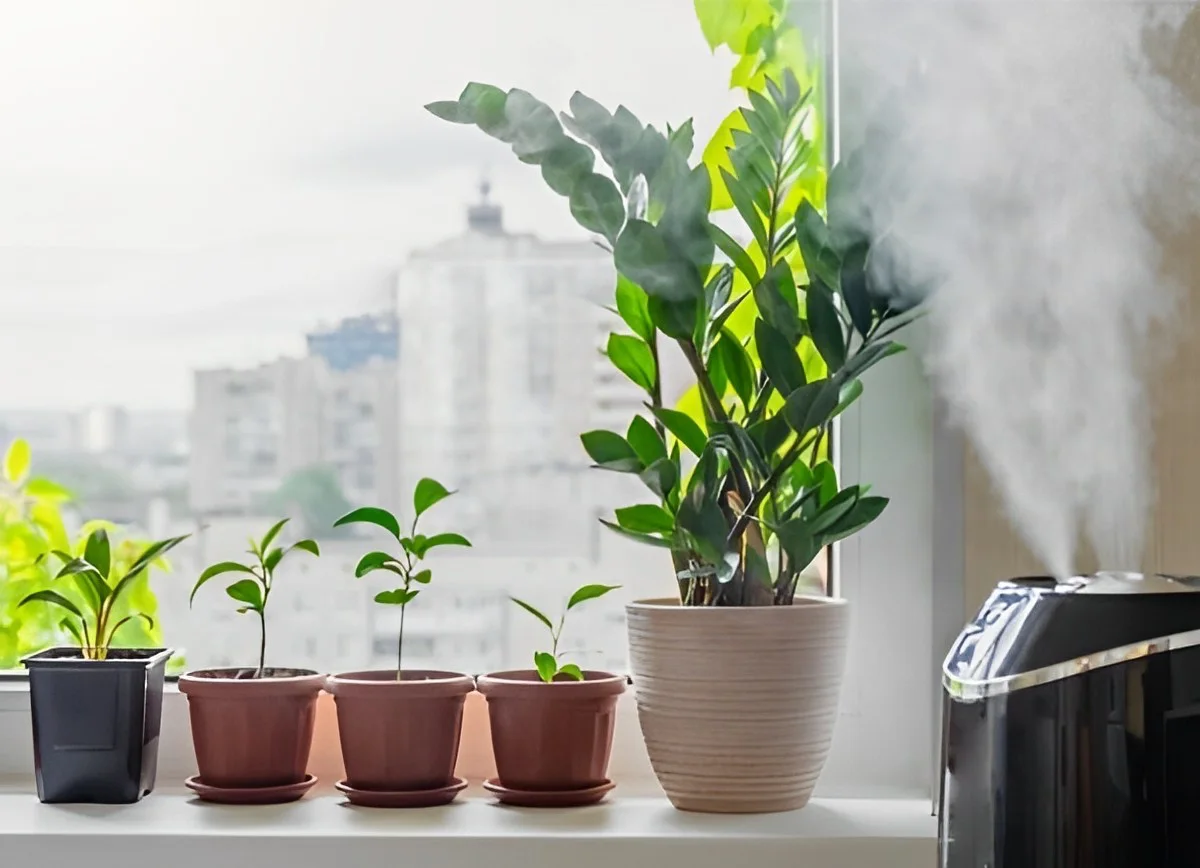 4 méthodes simples d'humidifier les plantes d'intérieur pour les faire  prospérer