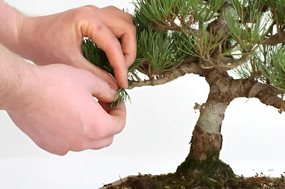 technique taille entretien bonsai pin arbre nain culture interieur