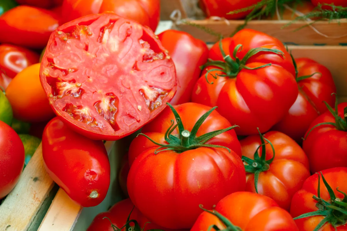 tomate coeur de boeuf les meilleures tomates gustatives idée variété tomate à cultiver